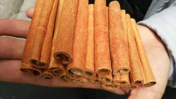 Cigarette Cassia