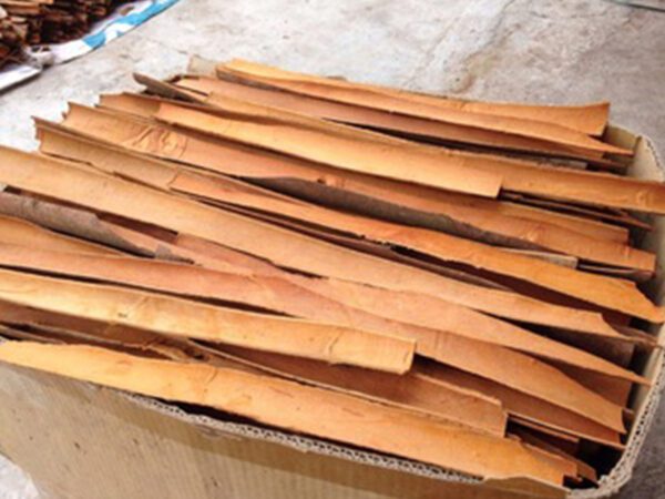 Split Cassia - Image 3